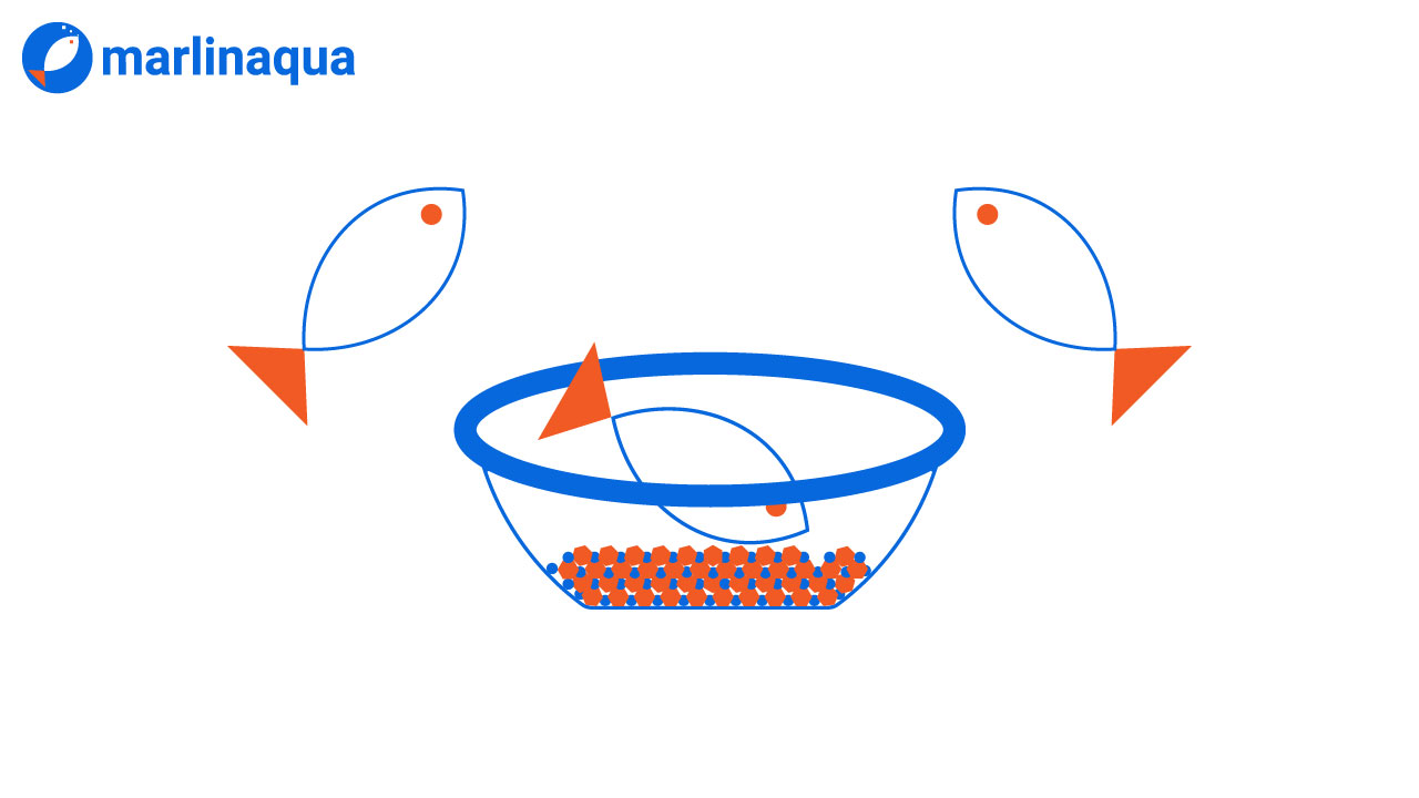 Fish Food