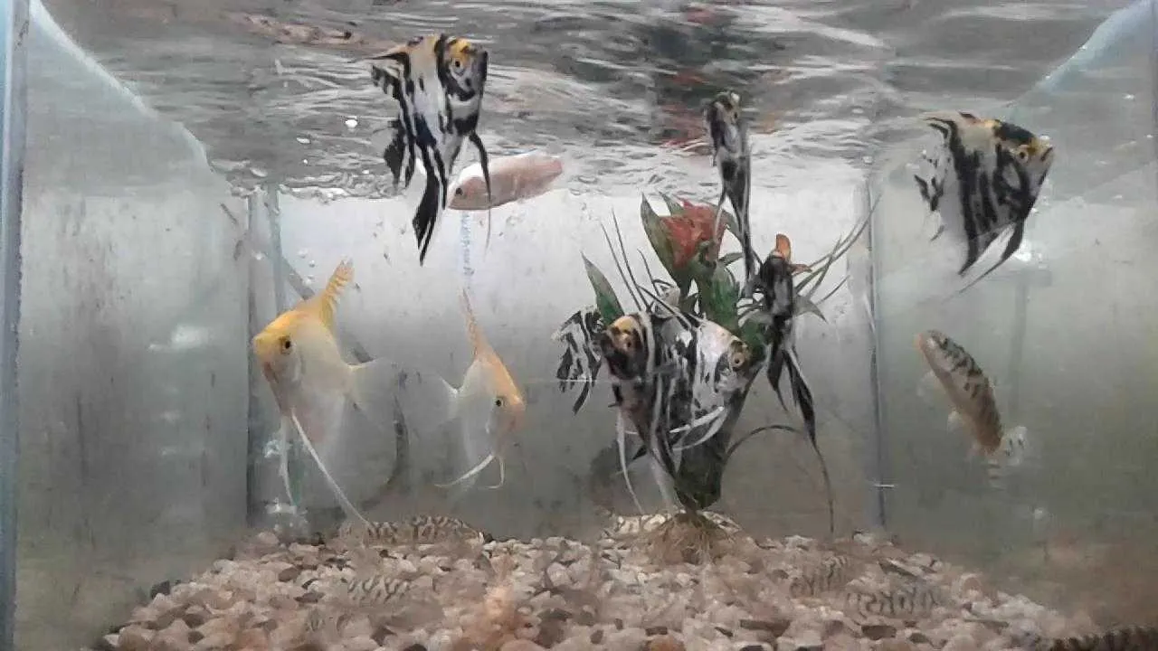 angelfish-1681298356.webp