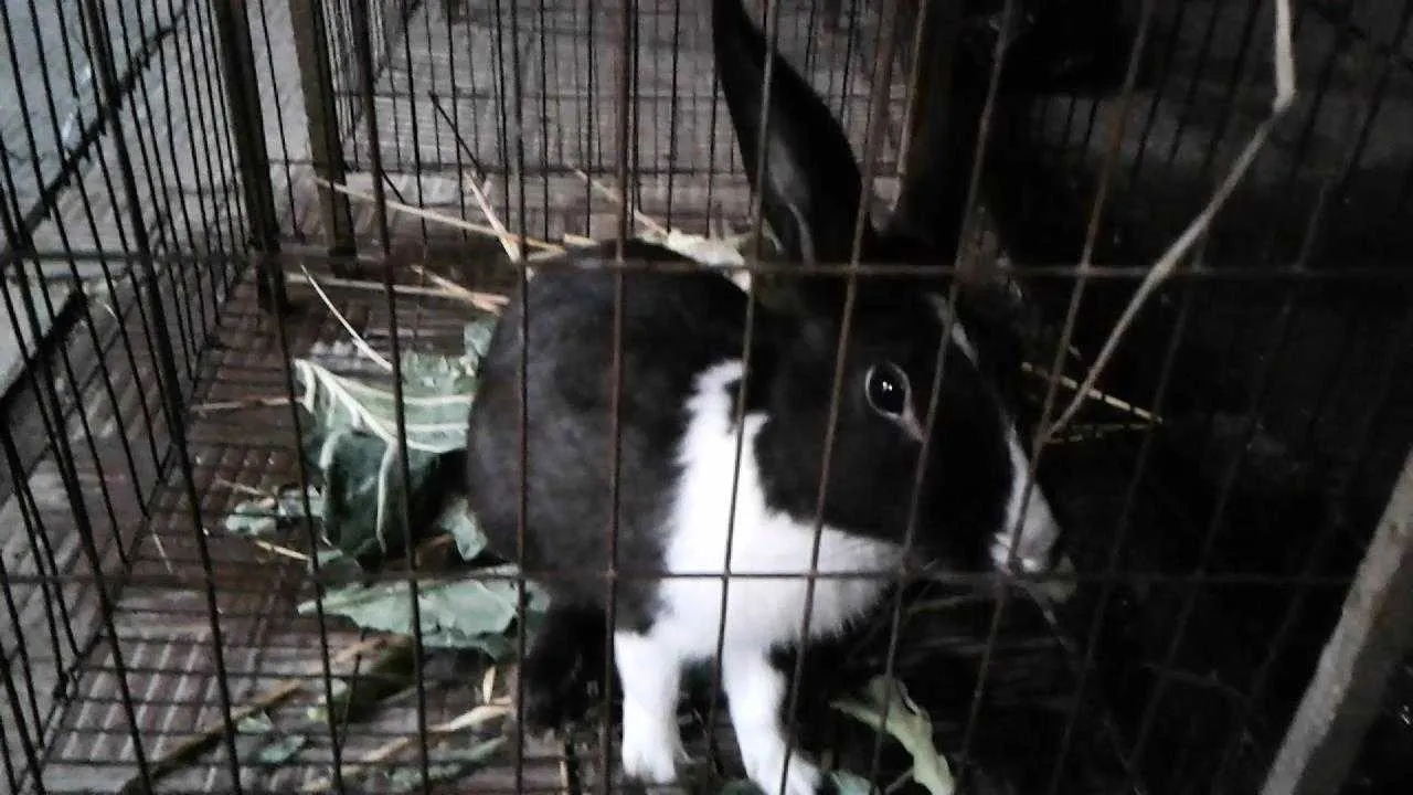 black-rabbit-1707972298.webp