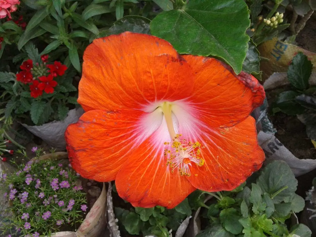 hibiscus-rosa-sinensis-1711793916.webp
