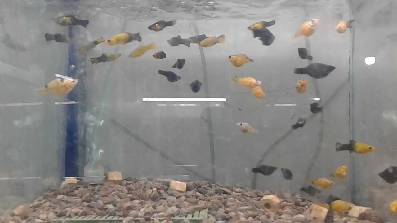 molly-fish-1681297075.webp