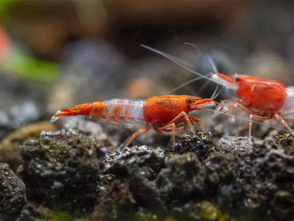 red-rili-1687864769.webp