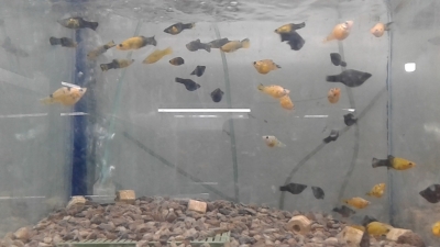 Molly Fish