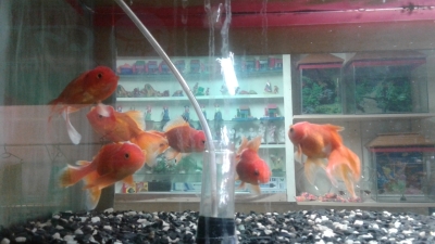 Gold Fish