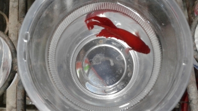 Betta / Fighter