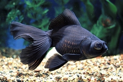 Black Moor fish