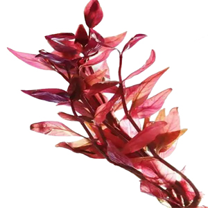Alternanthera Lilacina (Purple) 