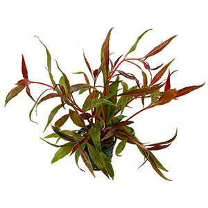 Alternanthera Pink