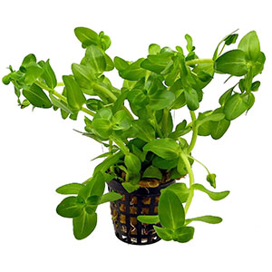 Bacopa Caroliniana Lemon