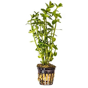 Bacopa Caroliniana