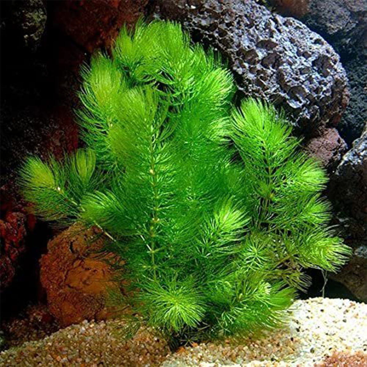 Hornwort