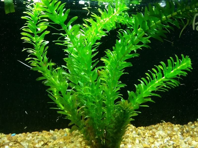 Egeria Densa Live Plant
