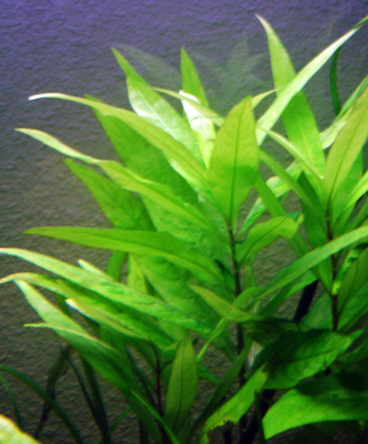Hygrophila corymbosa Live Plant 