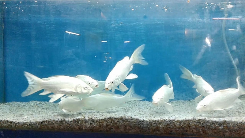Milky Koi Carp