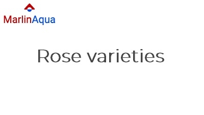 Rose varieties