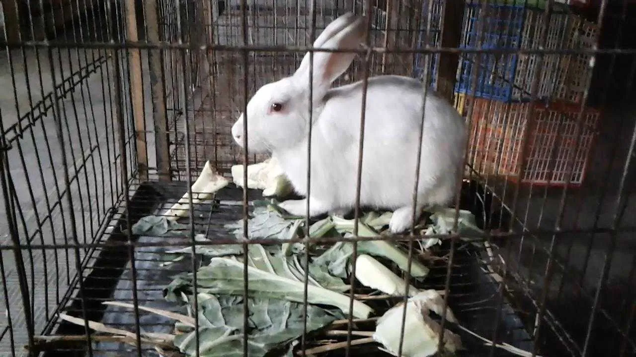 white-rabbit-1707972307.webp