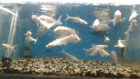 albino-tiger-shark-18-May-2022-1652891435.jpg