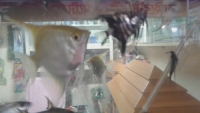 angel-fish-18-May-2022-1652841348.jpg