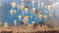 angel-fish-18-May-2022-1652889918.jpg