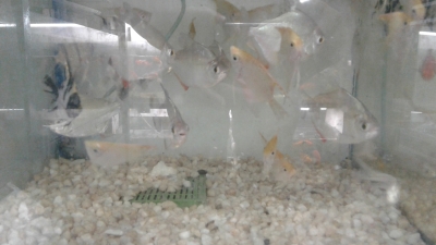 angelfish-1671886844.jpg