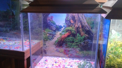 aquarium-1671886383.jpg