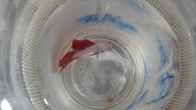 betta-fighter-1671885923.jpg
