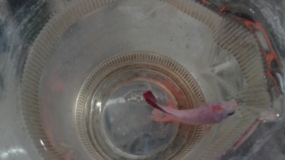 betta-fighter-1671886004.jpg