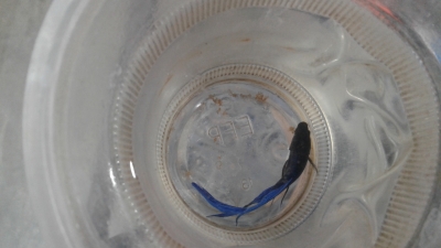 betta-fighter-1671886041.jpg