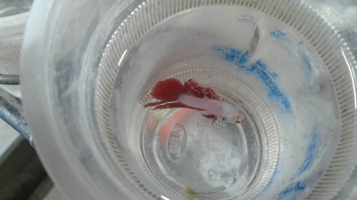 betta-fighter-1671886104.jpg