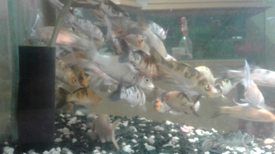 koi-1672212361.jpg