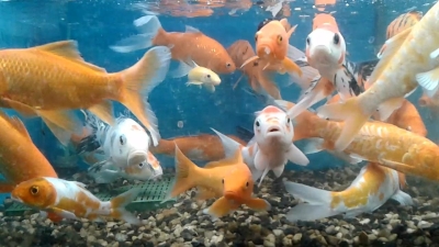koi-carp-1668760795.jpg