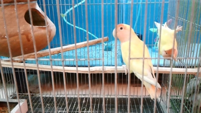 love-birds-337950811820454000.jpg