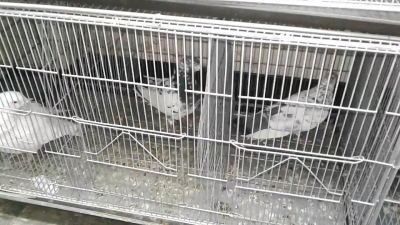 pakistani-giribaz-pigeon-208609535349342680.jpg