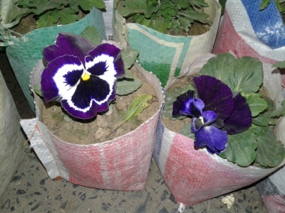 purple-pansy-flower-547911481808594082.jpg