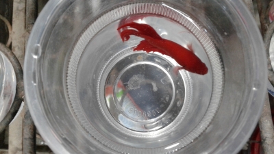 red-fighter-1674363342.jpg