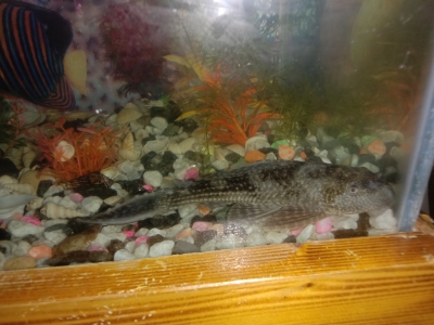 shakar-fish-1614686237662998192332024226444289070.jpg