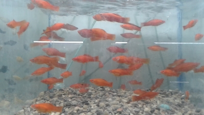 swordtail-28-August-2022-1661696386.jpg