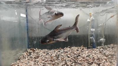 tigar-shark-1668760966.jpg